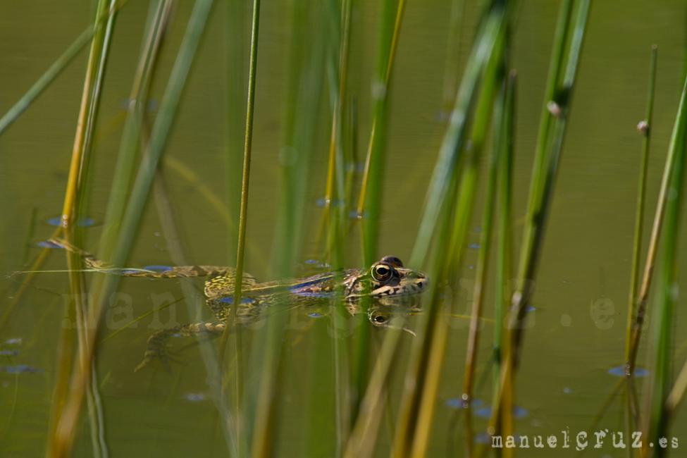 Rana verde común (Pelophylax perezi)